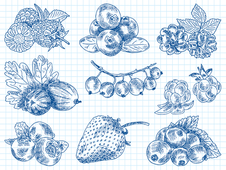 Berries garden, blackberries, blackberry, boysenberry, currants, dewberry, gooseberries, mulberry, raspberry, and more.のイラスト素材