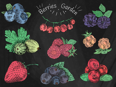 Berries garden, blackberries, blackberry, boysenberry, currants, dewberry, gooseberries, mulberry, raspberry, and more.のイラスト素材