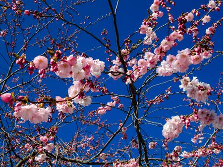 Cherry Blossoms, Gamla Stan in Stockholm Swedenの写真素材