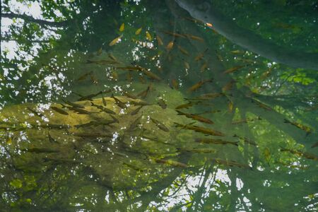 Reflections of the forest off of Krka River with fish near the surface in Krka National Park Croatia