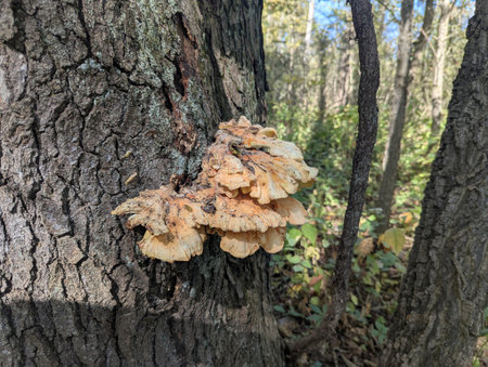 Chicken of the Woods mushroom Laetiporus complex. Stillwater Prairie Reserve Park in Miami County, Ohioの写真素材