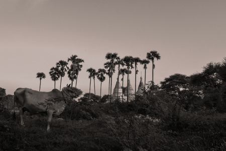 Zebu, humpback cow in the old city of Bagan, Myanmar, Burmaの写真素材
