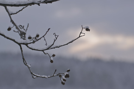 Cones on the tree, winter, closeup, Russia Cones on the tree, winter, closeup, Russia