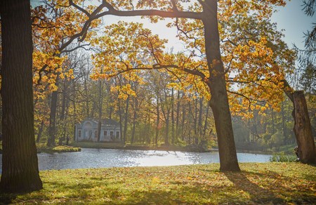 Gold autumn; trees near pond