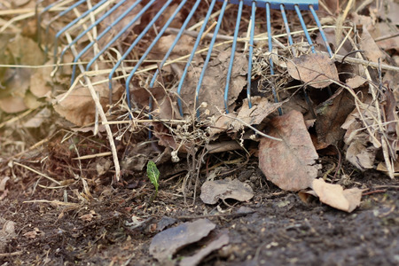 Blue rakes remove a bunch of last yearâs leaves and under them a new grass sproutの写真素材