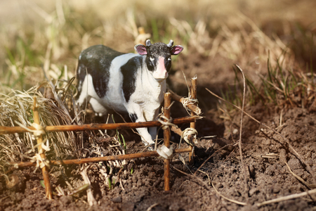 toy cow photographed on the street with a fence of branches on the ground in the grassの写真素材