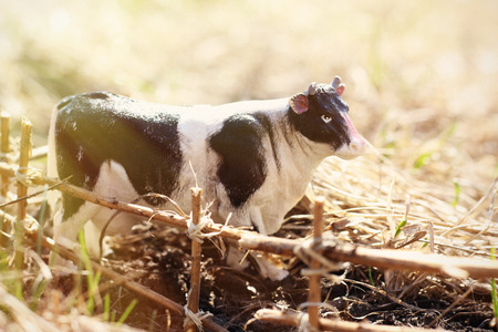 toy cow photographed on the street with a fence of branches on the ground in the grassの写真素材