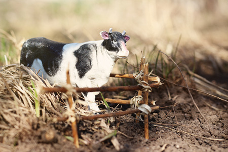 toy cow photographed on the street with a fence of branches on the ground in the grassの写真素材