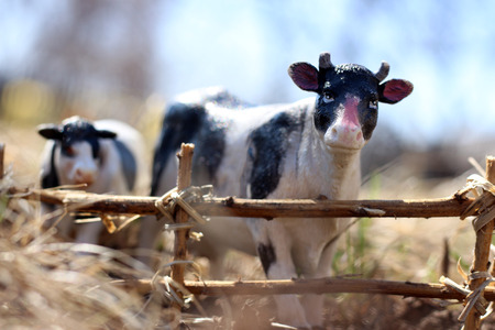 toy cow with calf photographed on the street with a fence of branches on the ground in the grassの写真素材