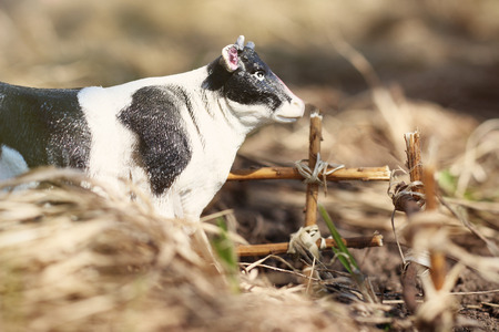 toy cow photographed on the street with a fence of branches on the ground in the grassの写真素材