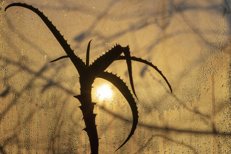 sunset through misted glass, in the foreground an aloe flower, it is raining outsideの写真素材