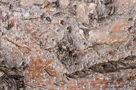 background, texture, apple bark, natural, wood, apple-tree, beautiful,の写真素材