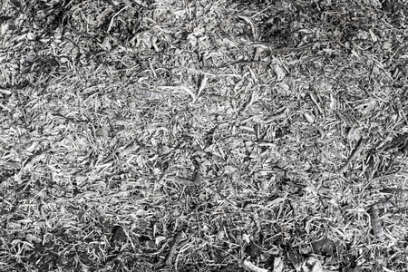 copyspace background texture from ash gray black ash from branches very beautifulの写真素材