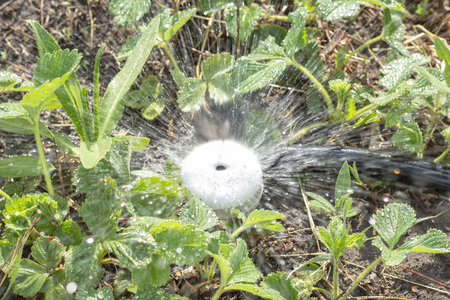 watering the garden with water from a hose with a divider summerの写真素材