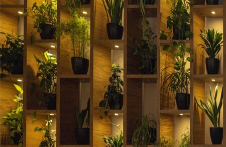 wall of shelves with flowers in a pot. backlit of lamps. interiorの写真素材