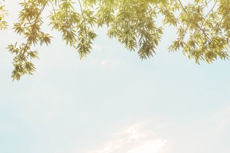 copyspace foliage and sky. summer theme. tree foliage against the sky. textの写真素材