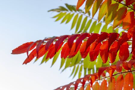 Colorful foliage in the autumn park. Autumn leaves sky background. fall yellow maple leaves in the...