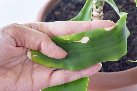 palm tree plant dracaena. the tips of the leaves dry at home. plant disease.の写真素材