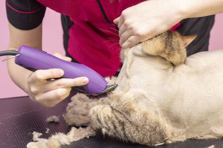 Groomer cut cat hair in the salon. Pet care at a pet store uses a trimmer to cut cat hair.の写真素材