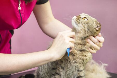 contented cat in a beauty salon. cat express molt procedure. Groomer combes out excess hair to a cat. fold catの写真素材