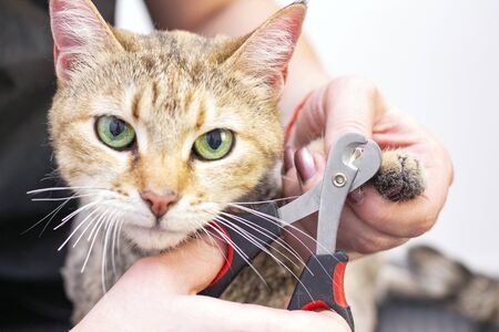 groomer cuts cats claws. Salon for animals. Beautiful cat in a beauty salon. Animal Groomingの写真素材