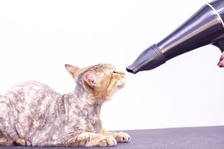 Cat gets hair cut at Pet Spa Grooming Salon. Closeup of cat. The cat is dried with a hair dryer. groomer conceptの写真素材