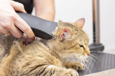 Groomer cut cat hair in the salon. Pet care at a pet store uses a trimmer to cut cat hair.の写真素材