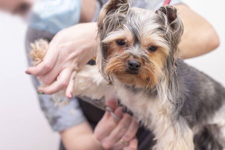 Professional cares for a dog in a specialized salon. Groomers holding tools at the hands. groomer conceptの写真素材