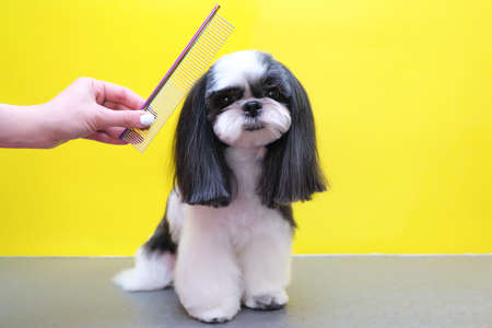 a dog in a grooming salon; Haircut, comb. pet gets beauty treatments in a dog beauty salon. yellow backgroundの写真素材