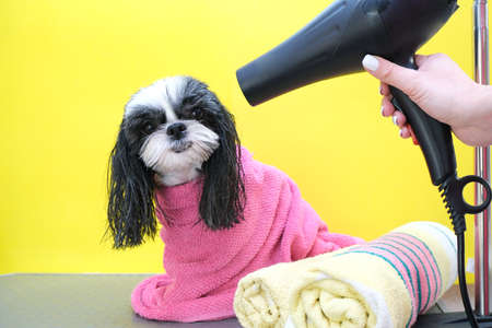 dog in a grooming salon; Haircut, comb, hairdryer. pet gets beauty treatments in a dog beauty salon. yellow backgroundの写真素材