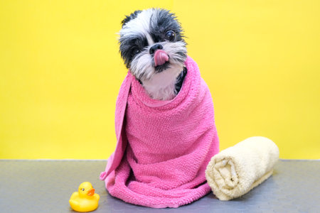 dog in a grooming salon; dog after shower, wrapped in a towel. pet gets beauty treatments in a dog beauty salon. yellow backgroundの写真素材