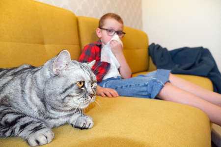 Allergy to animal hair in a child. boy sneezes on the cats fur. Runny nose in a childの写真素材