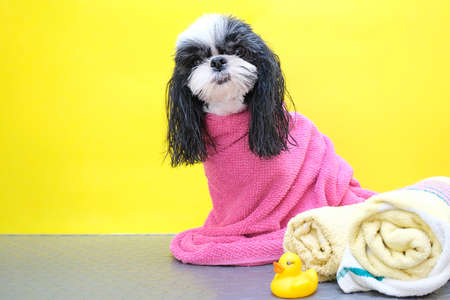 dog in a grooming salon; dog after shower, wrapped in a towel. pet gets beauty treatments in a dog beauty salon. yellow backgroundの写真素材