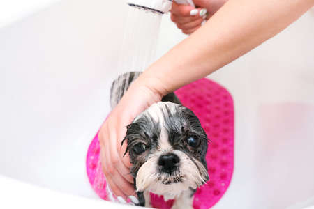 grooming. Bathing the dog in the shower. Wet dog bathes. Pet care.