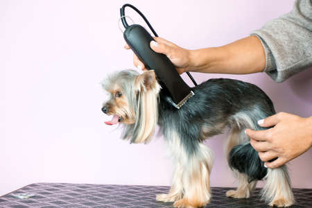 groomer working in salon, making haircut at pet salonの写真素材