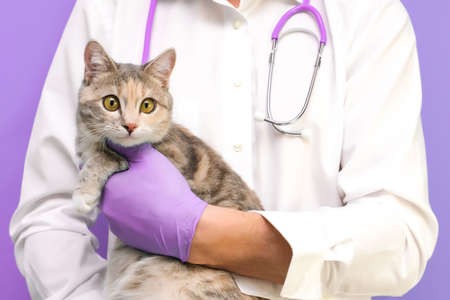 Veterinary examination of the cat. kitten at the veterinarian. Animal clinic. Pet check and vaccination. Healthcare. on a purple backgroundの写真素材