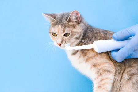 cleaning the cats teeth in the veterinarians office. health check of pets. blue medical backgroundの写真素材