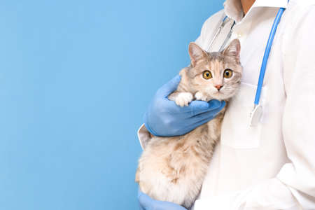 Veterinary examination of the cat. kitten at the veterinarian. Animal clinic. Pet check and...