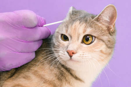 veterinary clinic. cleaning the cat's ears with an ear stick. veterinarian in disposable gloves on a purple backgroundの写真素材