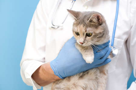Veterinary examination of the cat. kitten at the veterinarian. Animal clinic. Pet check and vaccination. Healthcare. on a blue background. copy spaseの写真素材