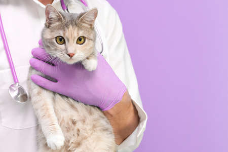 Veterinary examination of the cat. kitten at the veterinarian. Animal clinic. Pet check and vaccination. Healthcare. on a purple background. copy spaseの写真素材