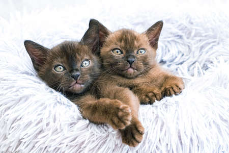 Two little cute kittens of Burmese breed. lie on a fluffy blanket. looking at the camera. cover for...