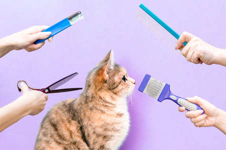 Trimmed satisfied cat in a beauty salon. Grooming cats in a beauty salon for pets. cat grooming procedure with scissors.の写真素材