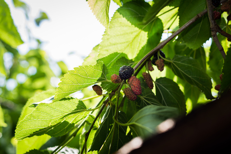 Raspberry picking at Gedera, Israelの写真素材