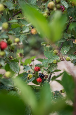 Raspberries picking at Bethlehem of Galilee, Israel