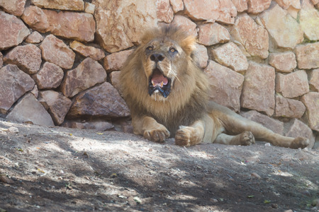 Haifa Zoo, Israelの写真素材