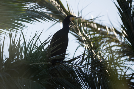 Cormorants at Tel Afec reserveの写真素材