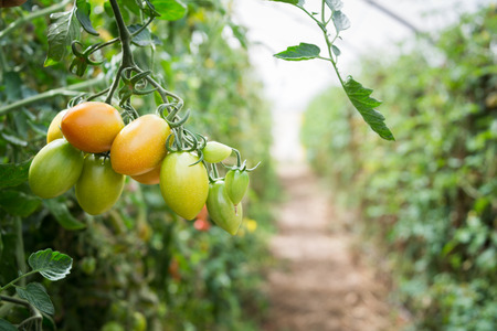 Cherry tomato growing on a plantの写真素材