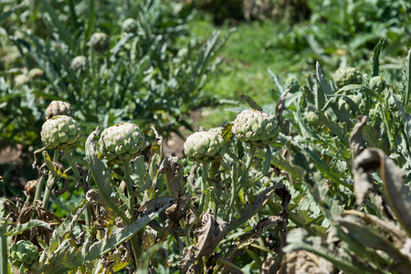 Artichoke plants in the fieldsの写真素材