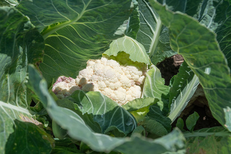 Cauliflower growing on a farmの写真素材